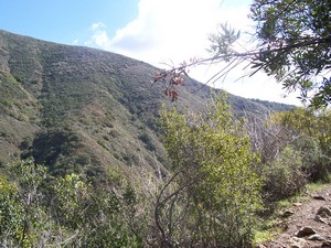 Southerly view along the trail