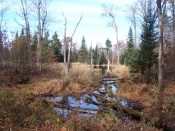 Bog / swamp area